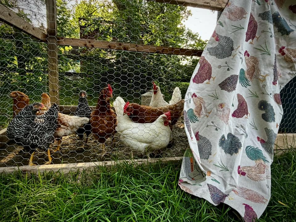 Chickens Exclusive by LennyLamb X Ring Sling Ring Sling